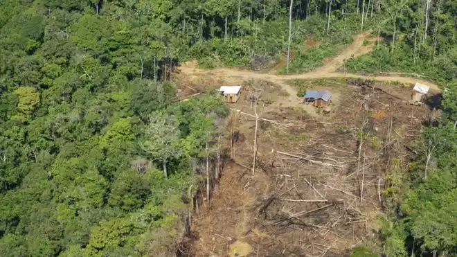 Indígenas culpan a Bolsonaro de deforestación en la Amazonia