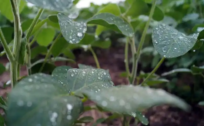 Una lluvia generalizada que consolida el cambio de tendencia