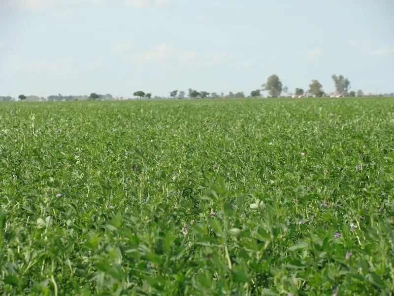 Beneficios de un manejo más eficiente del pastoreo de la alfalfa