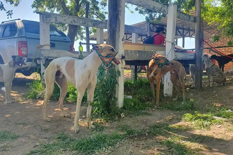 Santo Tomé: rescataron más de 60 galgos que eran usado en carreras clandestinas