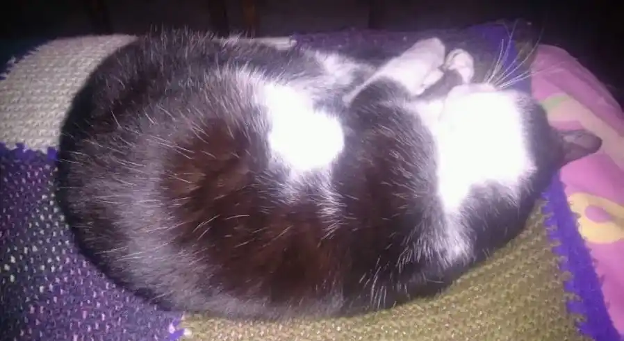 Buscan este gato, que se perdió por la zona de Caseros y Depietri