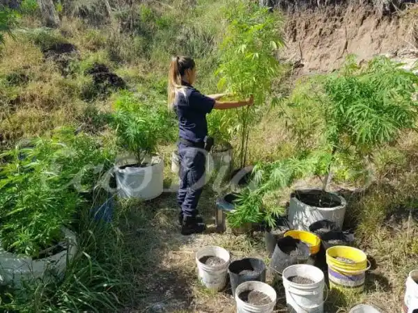 En una cava otra vez hallaron una plantación de marihuana