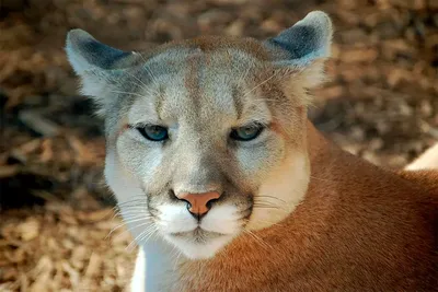 Buscan a un puma suelto en Diamante: cómo pueden capturarlo