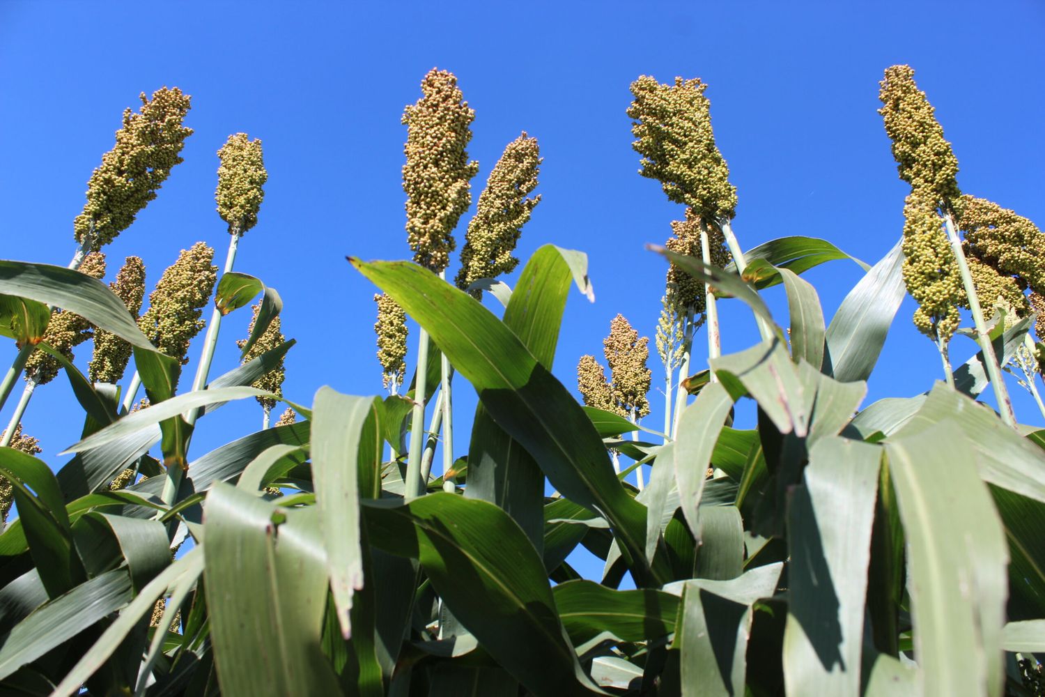 Ya se cosechó el 96 por ciento del sorgo implantado en Entre Ríos