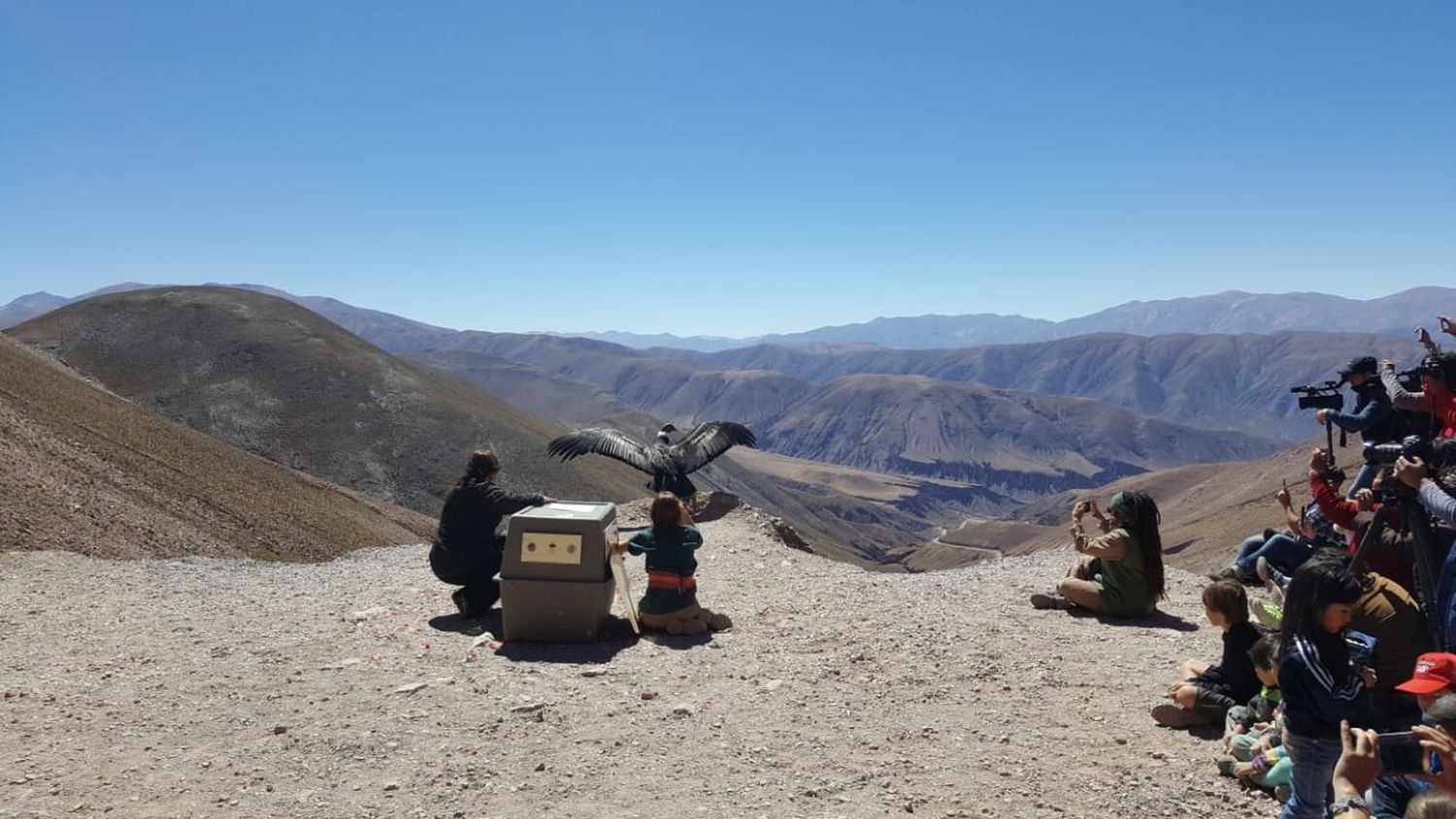 Aerolíneas Argentinas participó de la liberación de otro Cóndor Andino