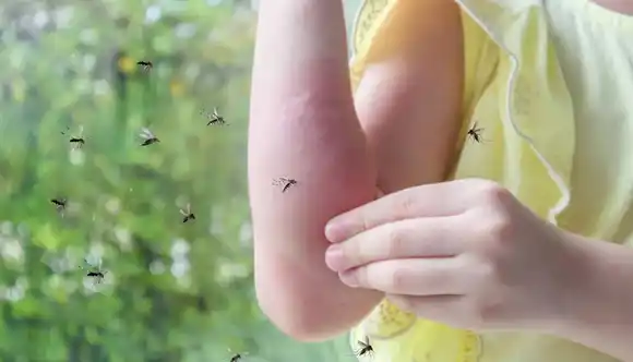 Alerta por la presencia del “mosquito de la inundación o plaga”, más agresivo y con notables hábitos de cría