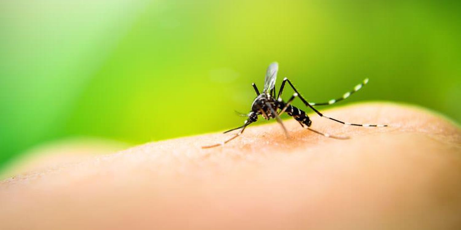 Dengue en la Provincia de Buenos Aires: Hay 73 casos y dos no tienen antecedente de viaje a zonas con virus