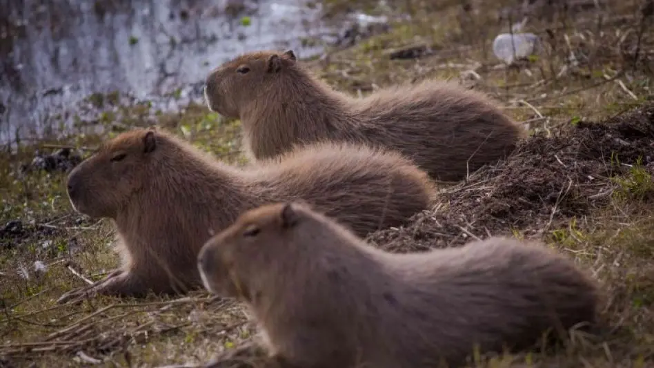 "Los carpinchos han puesto en agenda el tema más importante en cuanto a protección ambiental"