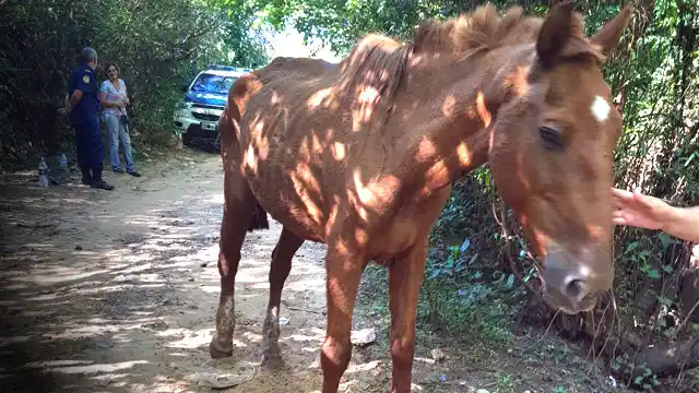 Lo encontraron solo, abandonado y en muy mal estado