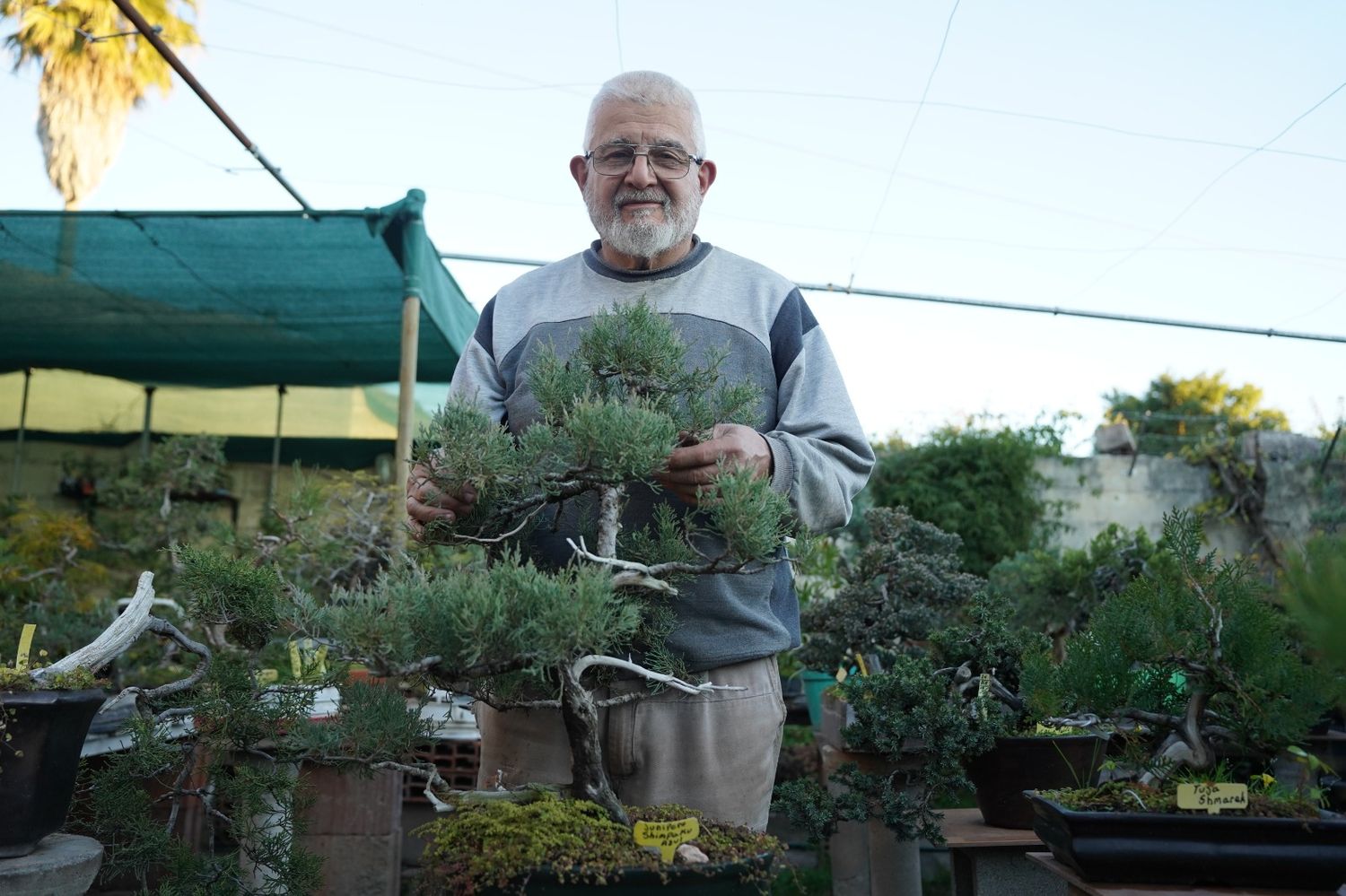 juan bonsai