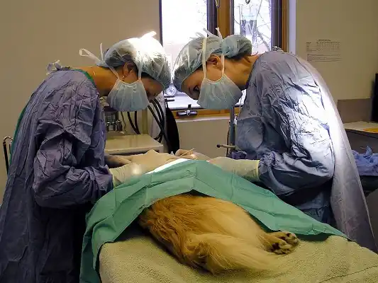 Se realizó una nueva jornada de castración de perros y gatos