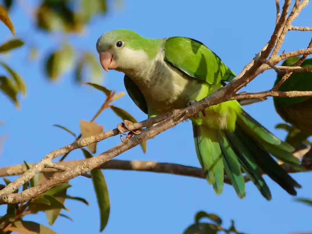 Cotorras argentinas en Europa: detectaron que desarrollaron dialectos propios en distintas ciudades