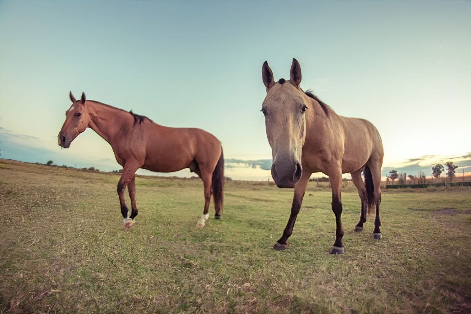 A fines de noviembre, el Senasa confirmó el diagnóstico de encefalitis equina del oeste y lanzó una alerta epidemiológica.