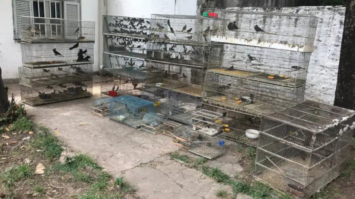 Se realizó el decomiso de especies protegidas que eran comercializadas ilegalmente