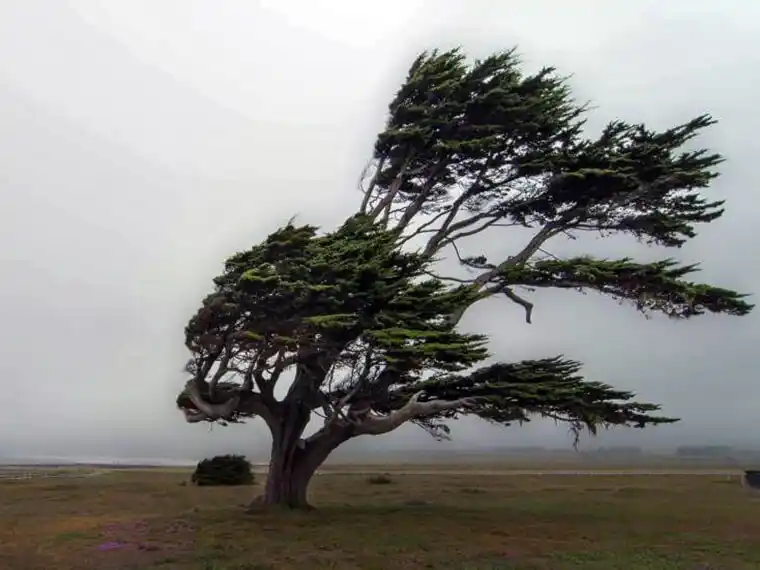 Gualeguay bajo alerta por vientos: se esperan ráfagas de hasta 80 km/h en la región