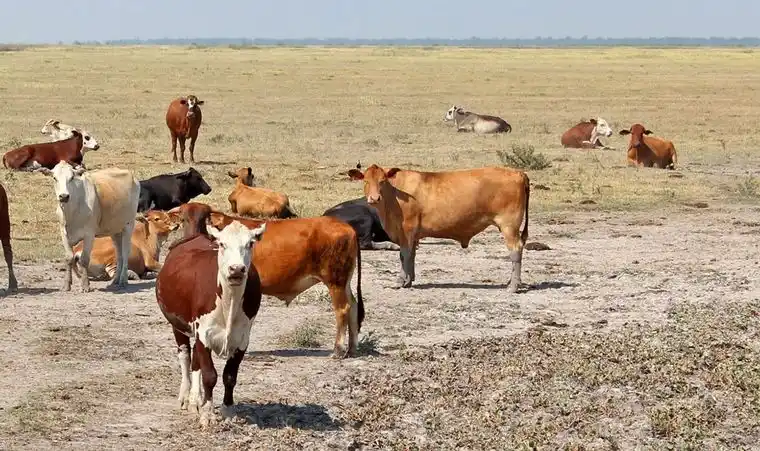 La actividad frigorífica vacuna se mantuvo en un nivel elevado durante febrero