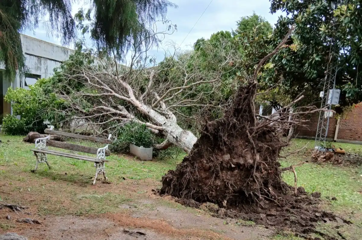 árbol caído hospital