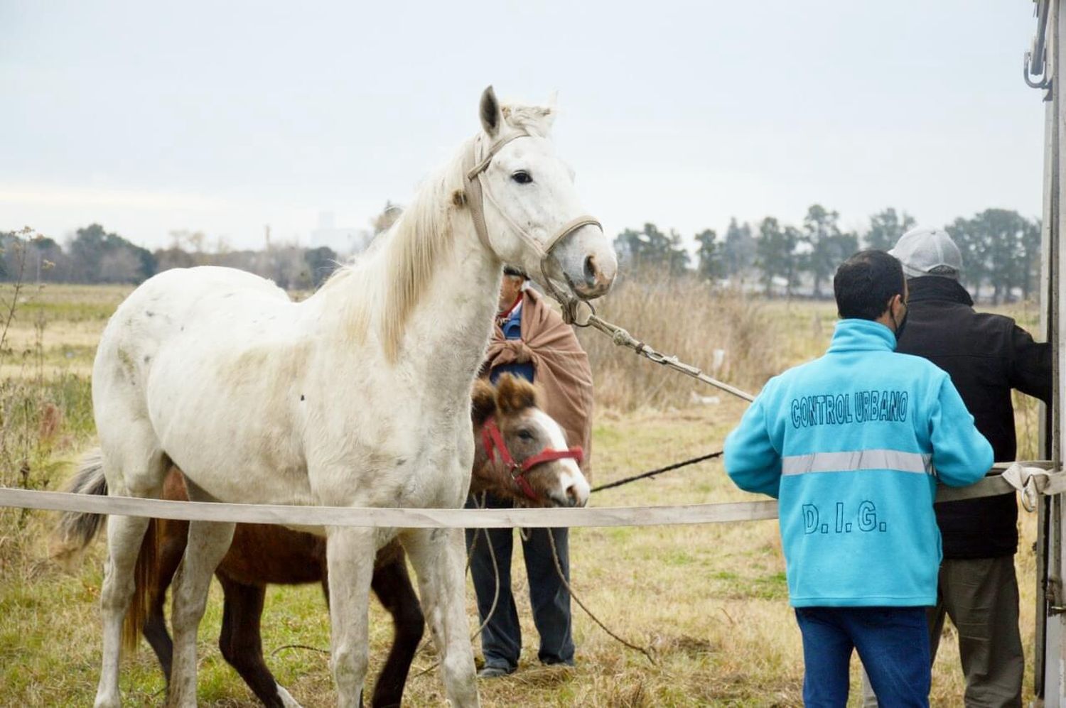 caballos suletos - 1