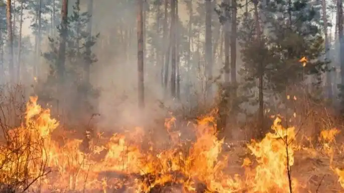 Incendio en un campo de Lobería sobre la ruta 88: El fuego consumió 45 hectáreas