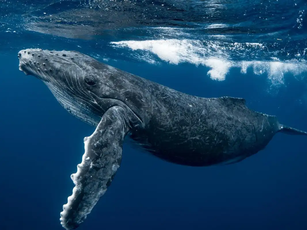 Su presencia en las costas argentinas del Océano Atlántico refuerza el valor de Patagonia Azul como corredor biológico clave para la vida marina del hemisferio sur.