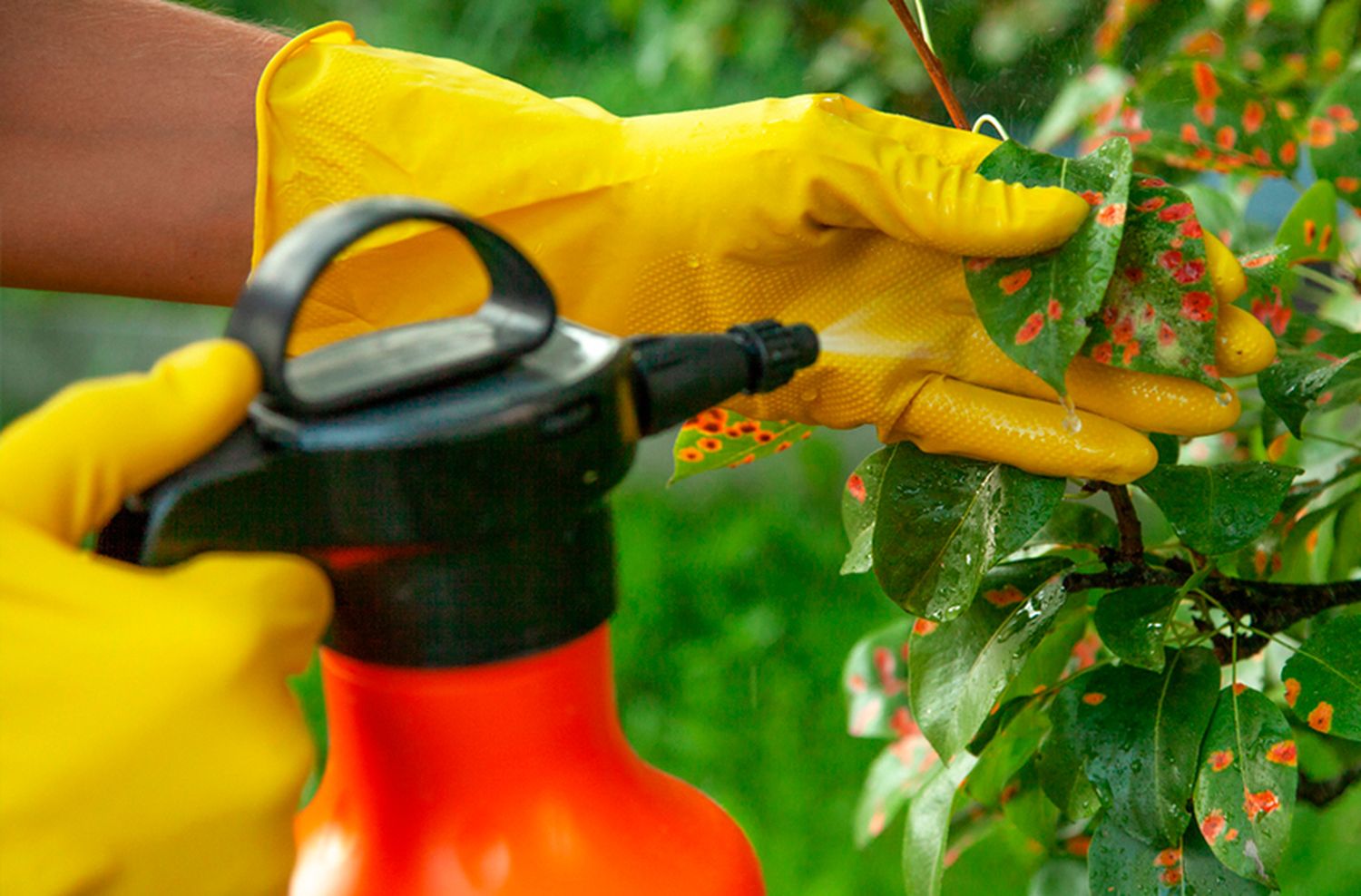 ¿Para qué sirven los fungicidas?: Su importancia en la industria agrícola