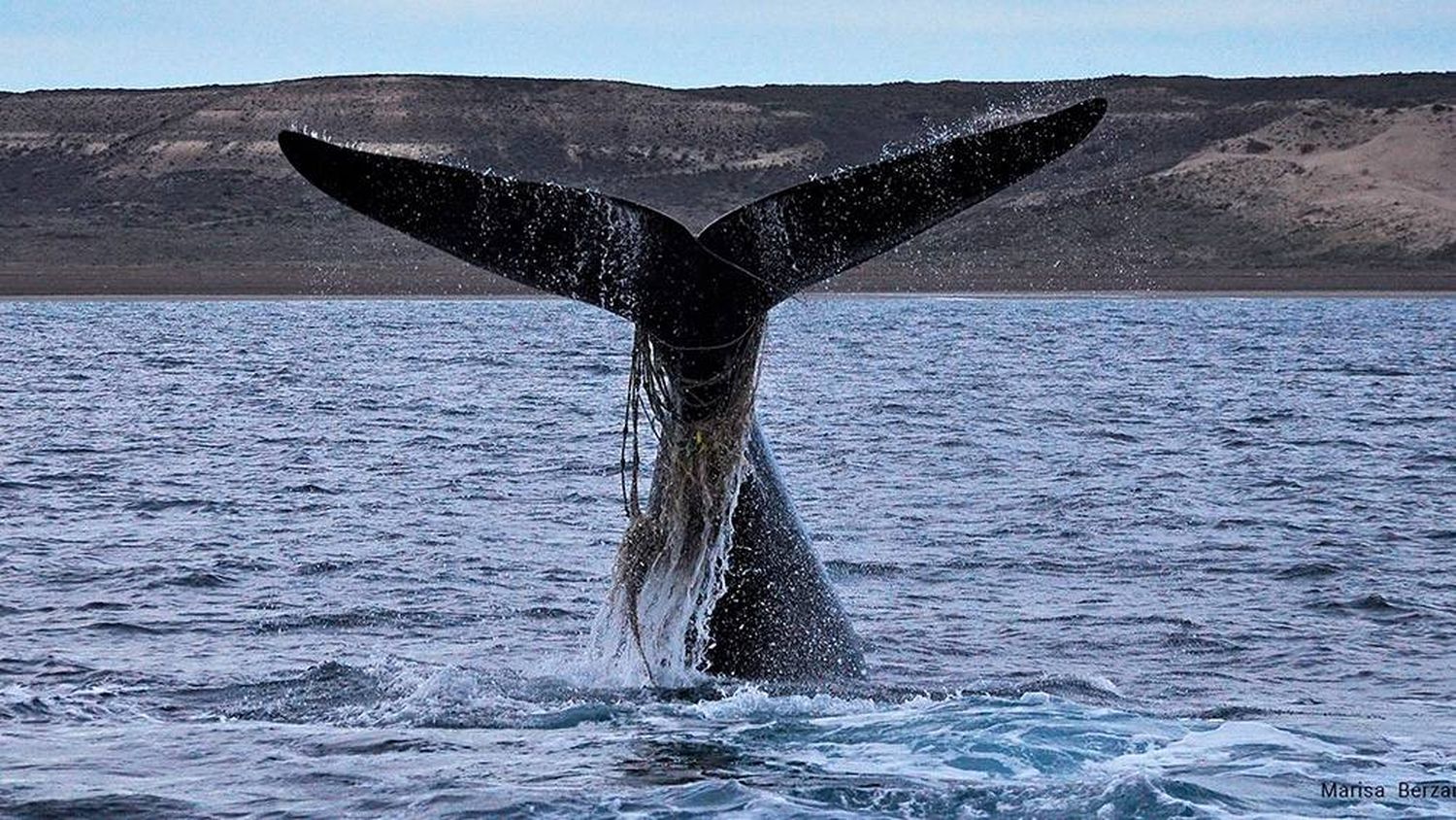 Aumenta el número de ballenas "enmalladas" con redes y sogas por la actividad pesquera