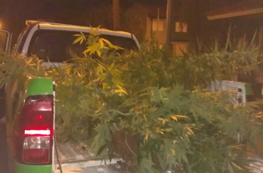 Denunciaron intrusos por los techos y le descubrieron una plantación de marihuana