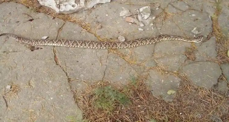 Encontraron una yarará en una casa de calle Saavedra: recomendaciones para evitar accidentes