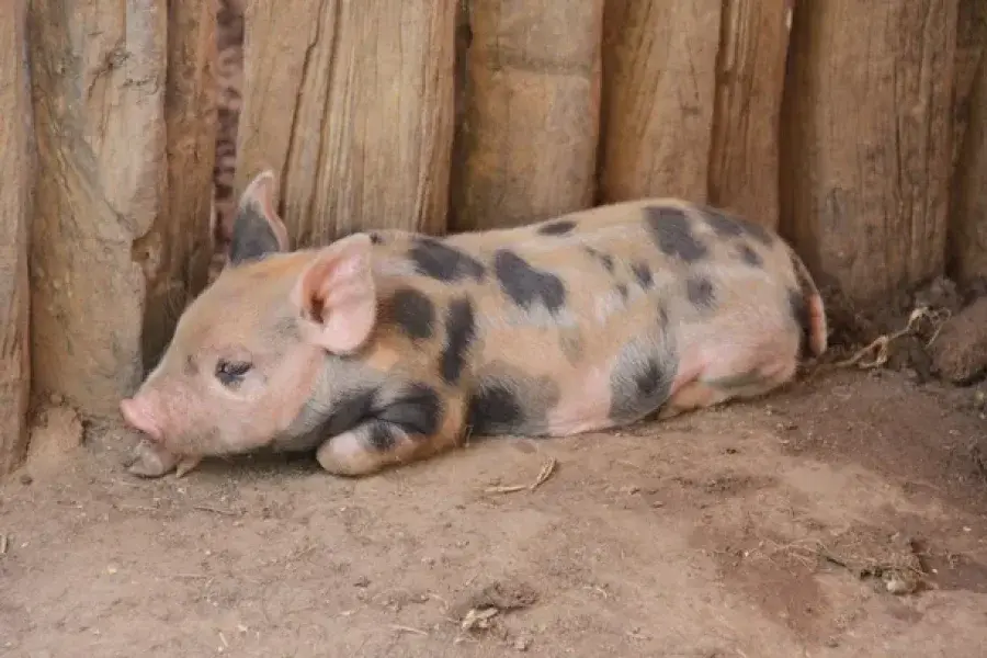 ¡Muy raro! Sorpresa por el nacimiento de un cerdo con dos hocicos