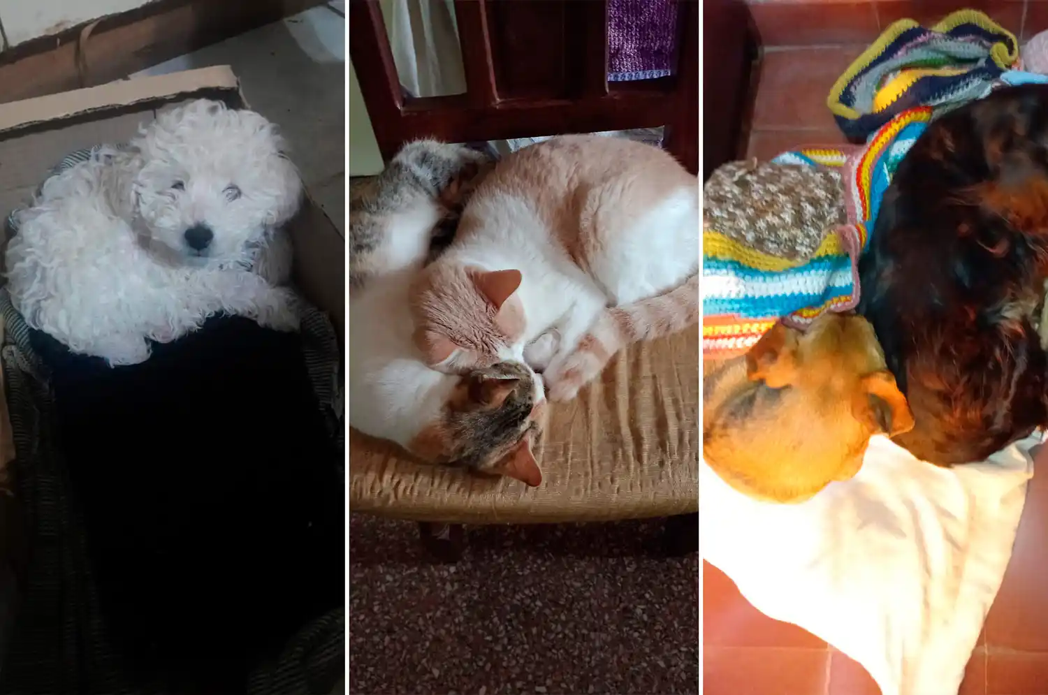 Fotos de oyentes de radio rafaela perros mascotas abrigadas frio - 8