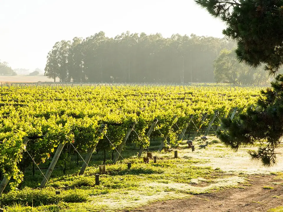 viñedo