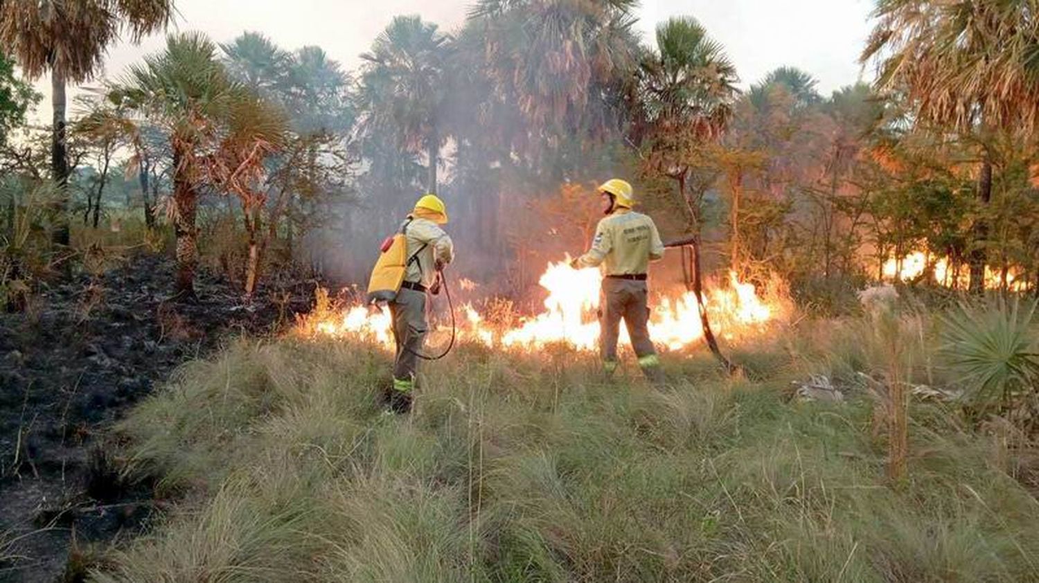 Alarmante: sólo en el primer mes del 
2025 hubo 245 incendios de pastizales