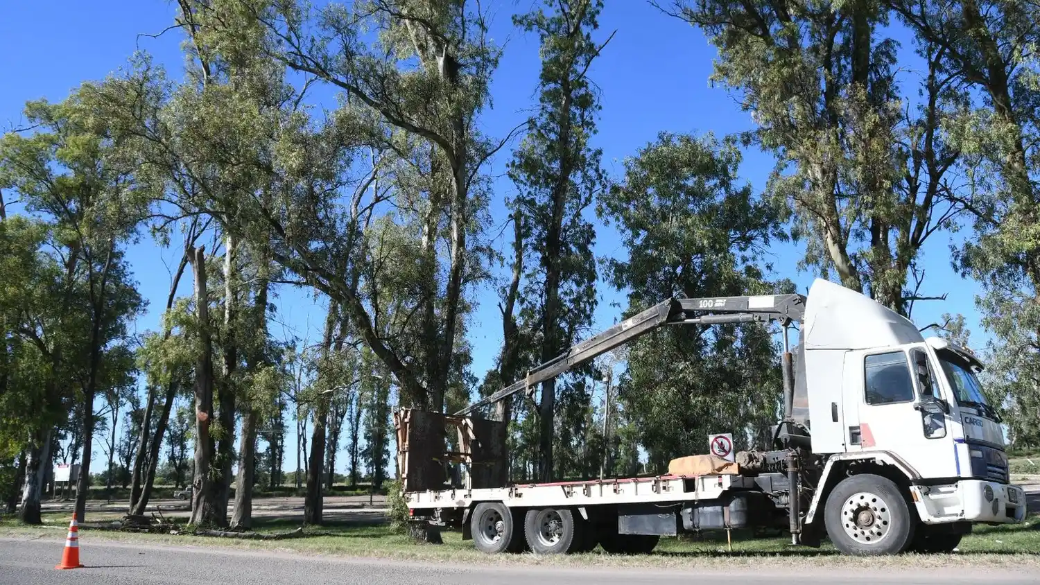 El municipio interviene los eucaliptus de Av. Maipú
