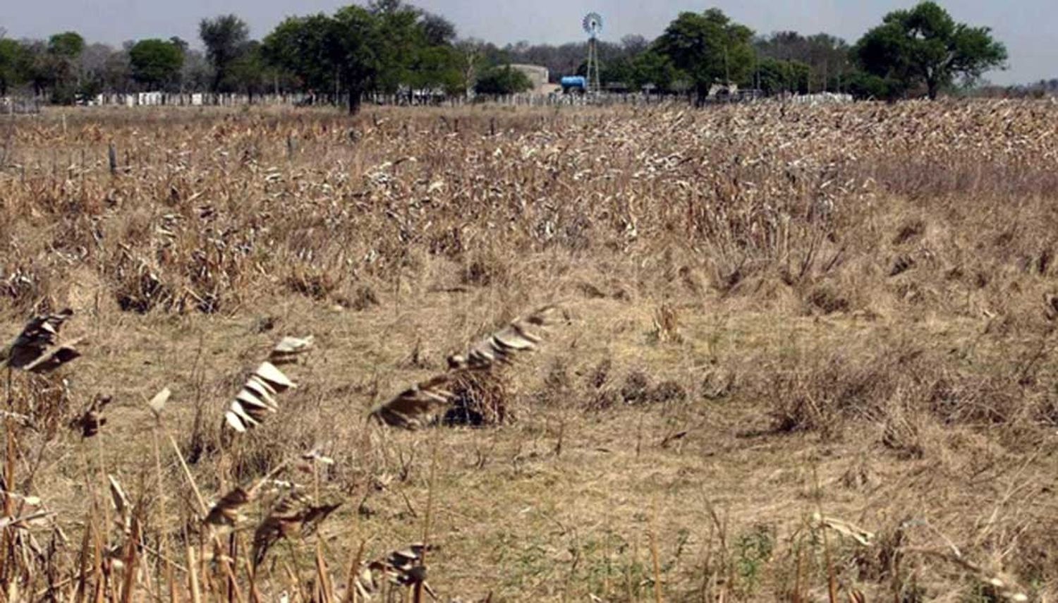 Expectativa de recuperación en algunos cultivos tras las lluvias