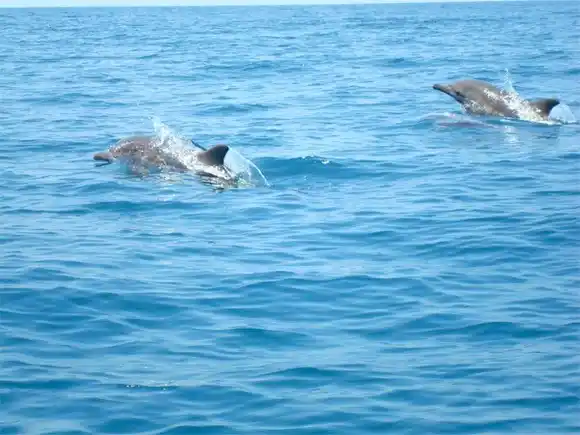 ¡ESPECTÁCULO EN ANZOÁTEGUI! Familia de delfines avistada en las costas (+VIDEO)
