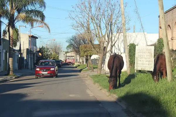 Sin solución: más caballos sueltos en la vía pública