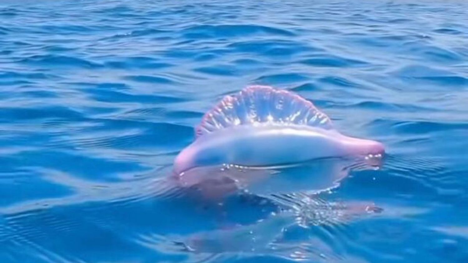 ¡CUIDADO CON TOCARLAS! Reportan hermosas medusas en el litoral (+ Video)