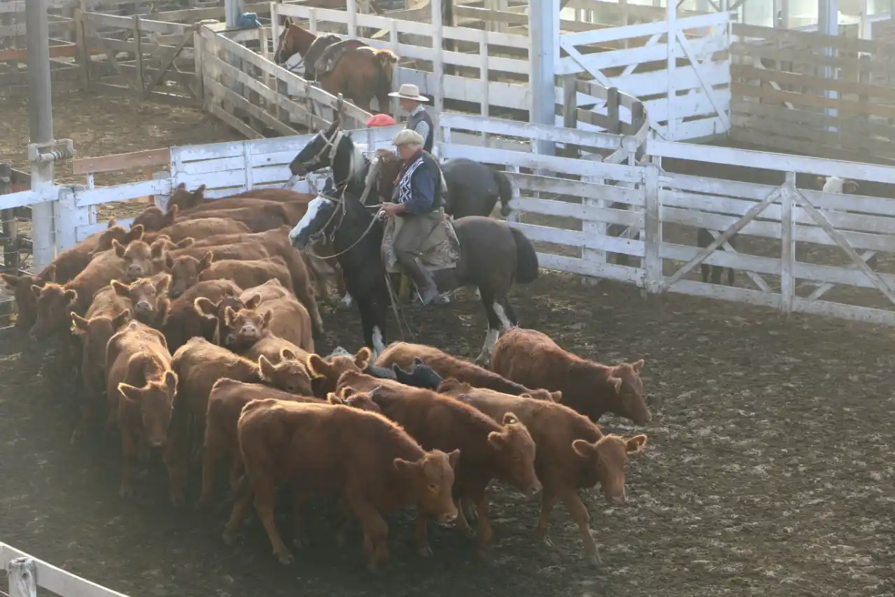 Se realizó el último remate antes del cese de comercialización