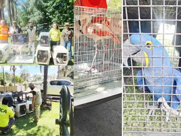 Decomisan ejemplares de fauna silvestre en Gualeguay