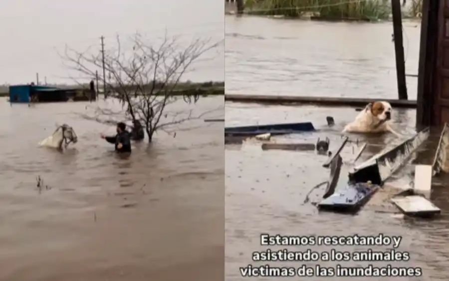 Inundaciones en Provincia: También salieron al rescate de los amigos de cuatro patas