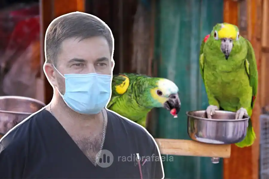 Otra persona internada por psitacosis en Rafaela: no estaría vinculado a los otros afectados
