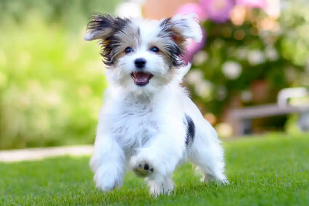 Balanceado Ya!, el retail online que llega a todas las cuchas de la provincia y ahora también a Córdoba y Rosario