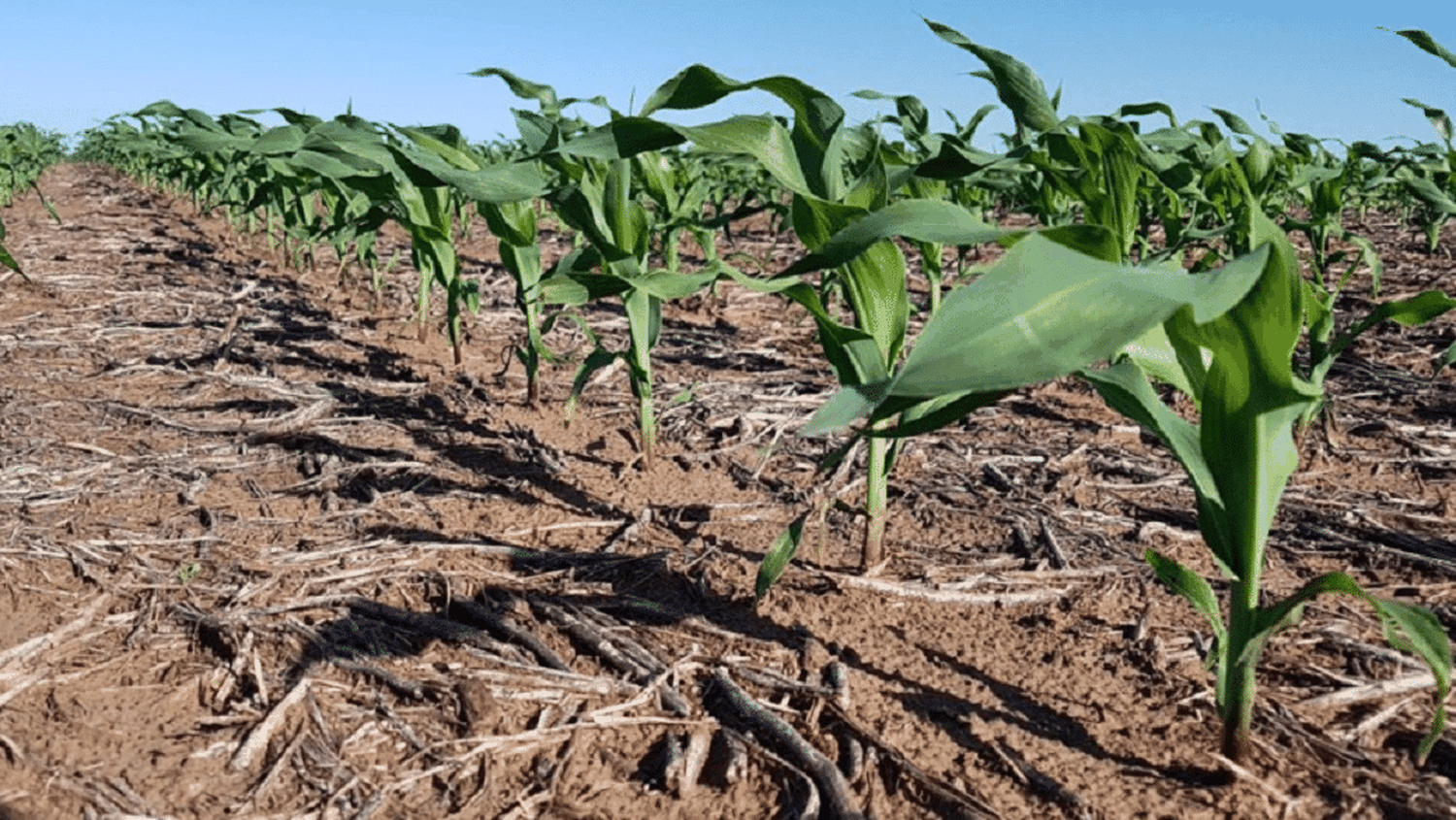 Proyectan para Entre Ríos pérdidas por u$s 130 millones en el maíz de primera