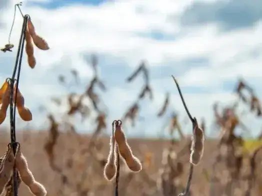 La soja continúa firme como la principal fuente de recaudación por derechos de exportación.