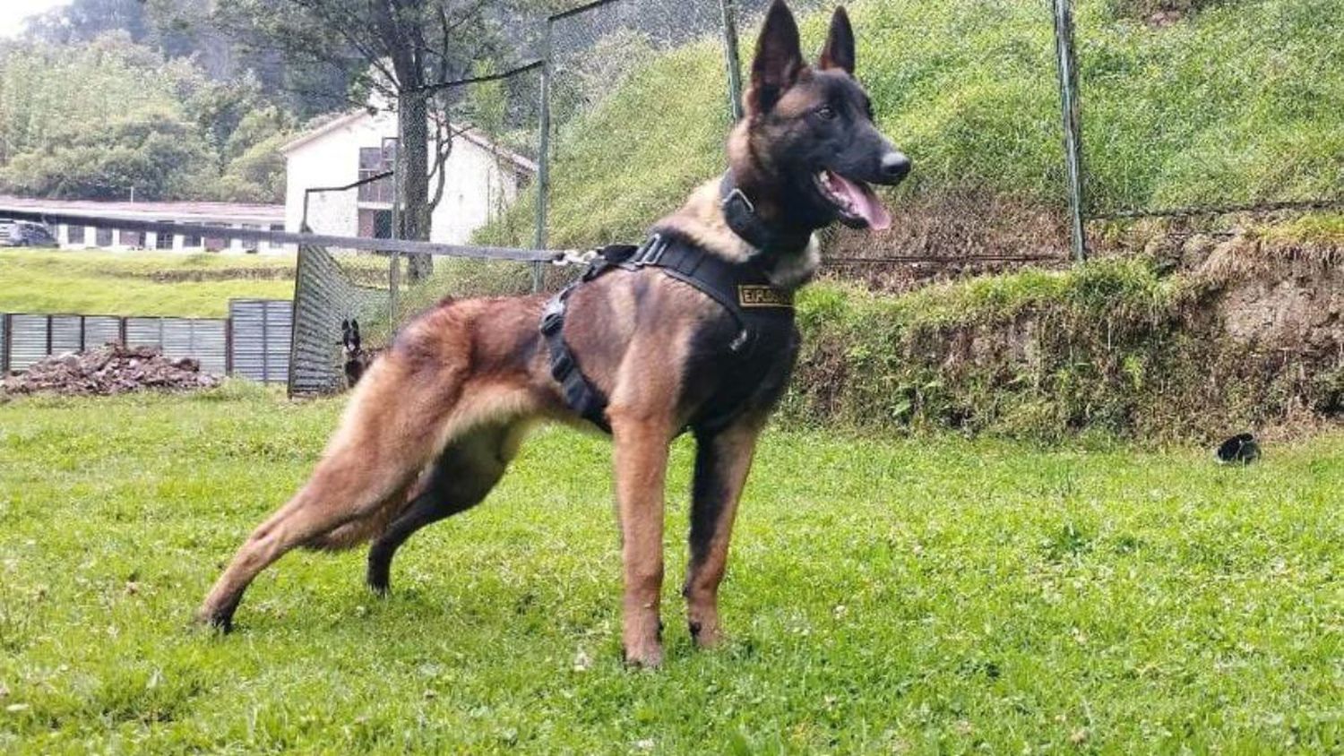 ¡VIDENTE MEXICANO LO PREDIJO! La búsqueda continúa, falta Wilson el perro rescatista que buscaba a los niños en la selva