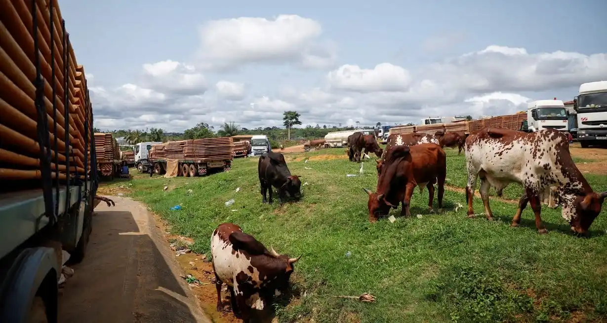 Camiones que transportan alimentos, animales y equipos industriales esperan debido al cierre de la frontera después del golpe en Gabón, en la ciudad fronteriza de Kye-Ossi, Camerún, el 31 de agosto de 2023. Foto: Reuters.
