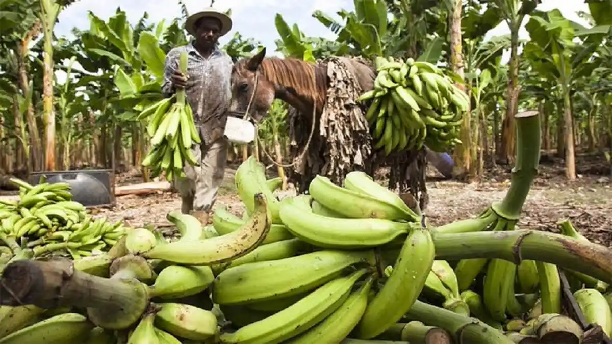¡UN PROBLEMA MÁS! Por este motivo Colombia prohíbe ingreso de plátanos venezolanos a su territorio
