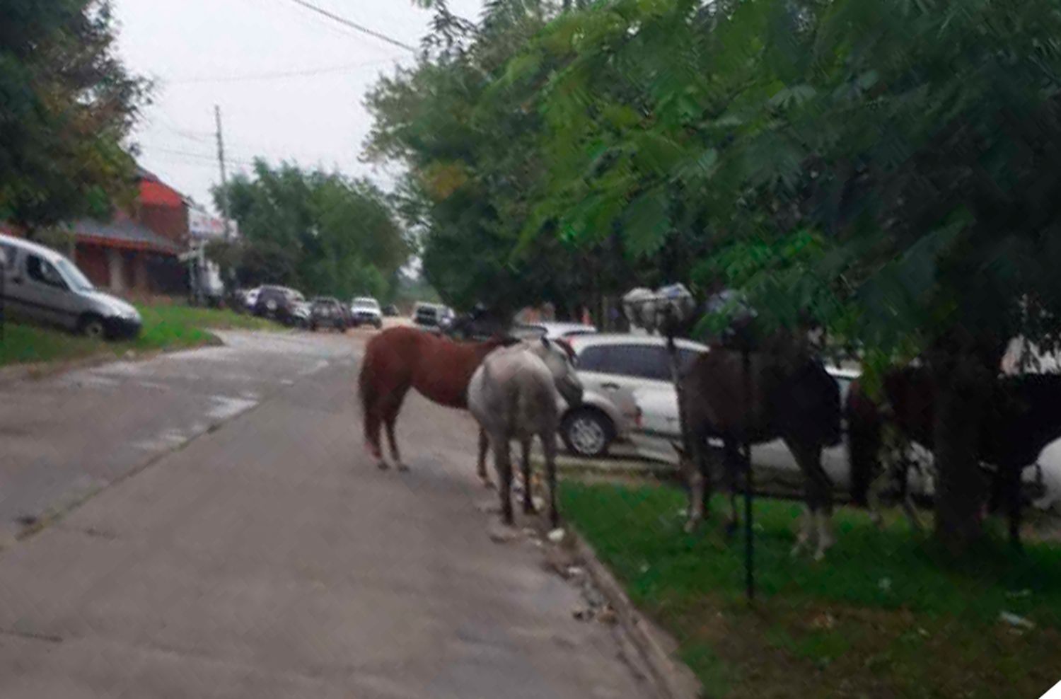 Caballos sueltos en El Martillo: "La Municipalidad nos clava el visto"