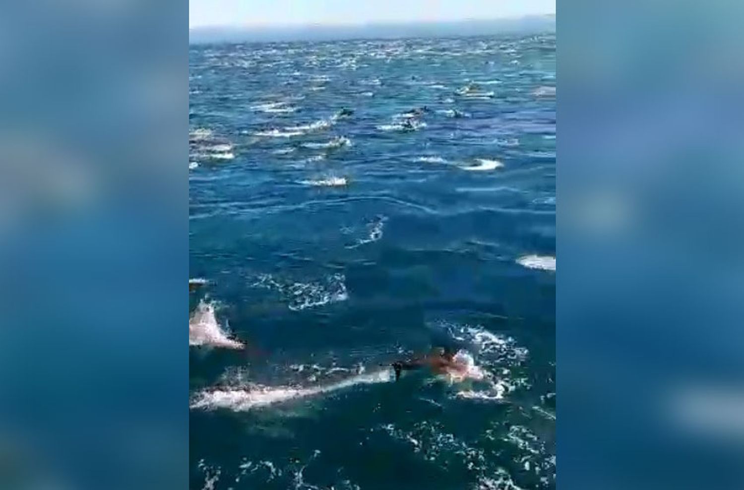 Video: cientos de delfines deslumbraron la costa