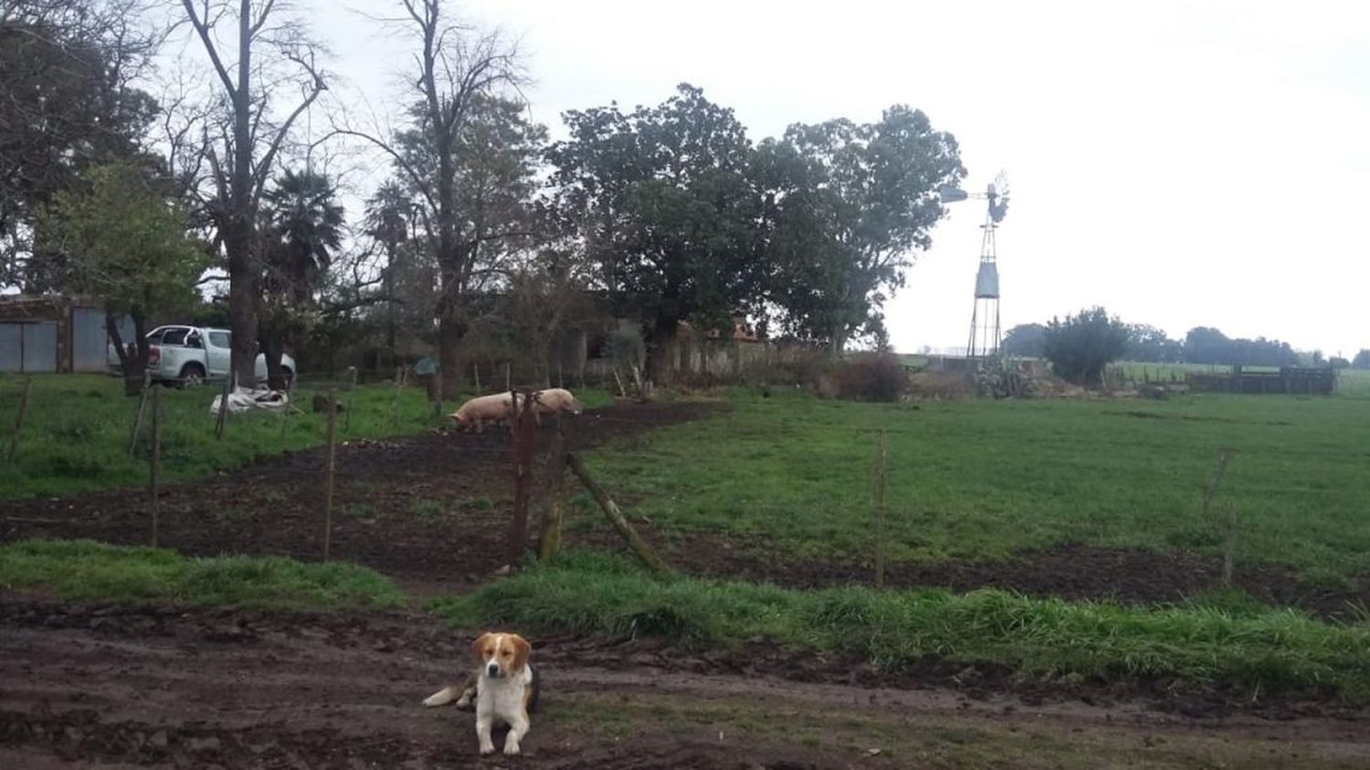 A un productor de camino a La Patria le carnearon siete cerdas preñadas e hirieron al padrillo